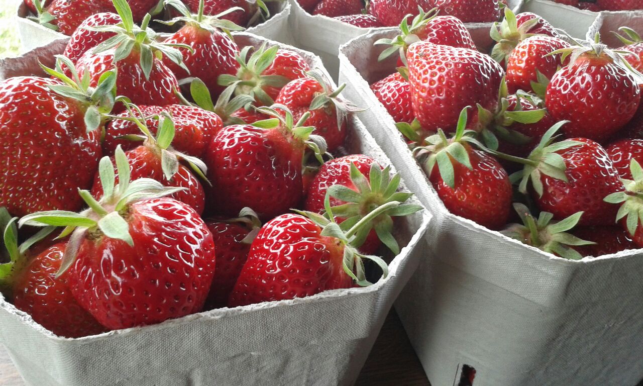 bild: erdbeeren-schale