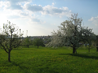 streuobst-bluehender-apfelbaum